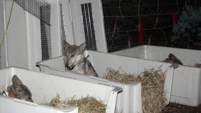 gray wolves.jpg